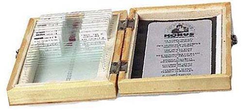 Konus Zoologia: Set di Diapositive per invertebrati e Insetti (25 Diapositive)