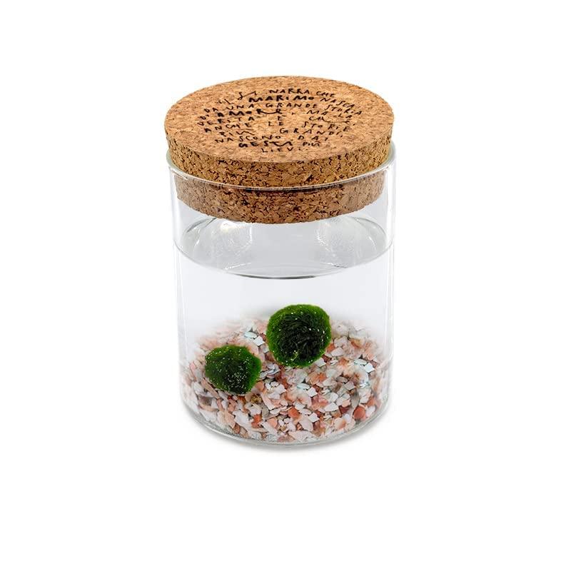 Marimo Original Sughero Leggenda – Coppia (Fondale Rosa Naturale)