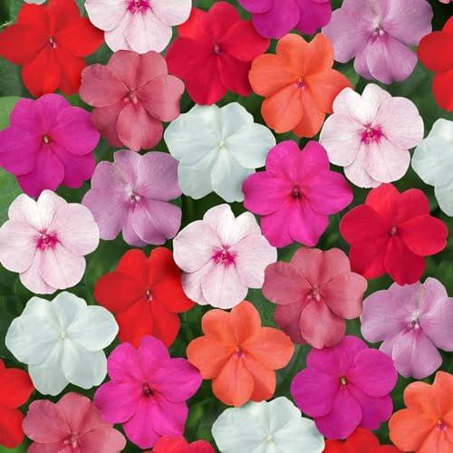 Semi di fiori Impatiens Fior di Vetro Mix