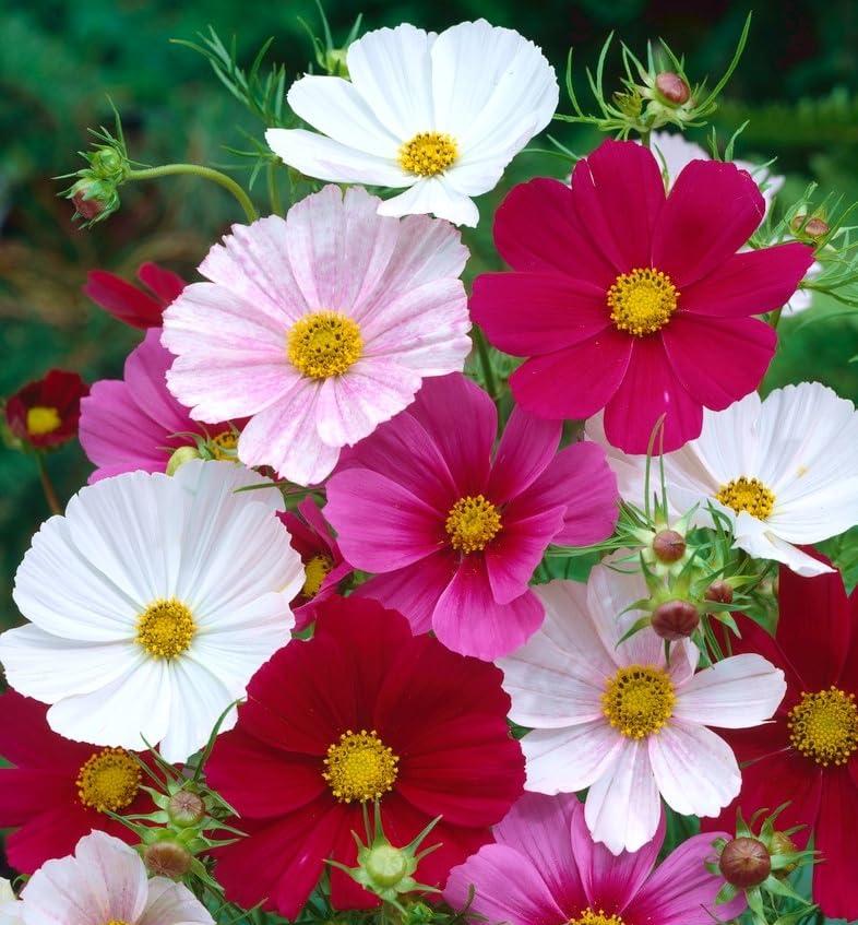 Semi di Cosmea Sensation Mix