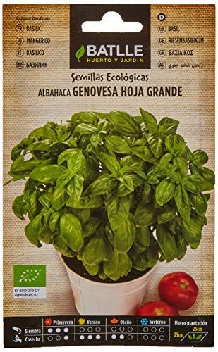 Semi Biologici di Basilico Genovese a Foglia Grande