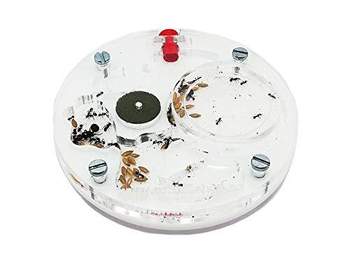 ANTHILLSHOP Kit Formicaio Educativo 10x10 Schiuma Rotonda con Formiche Gratuite
