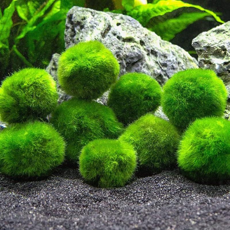 Marimo (2-3 cm) - Alga Palla Cladophora Aegagropila - 10 pezzi