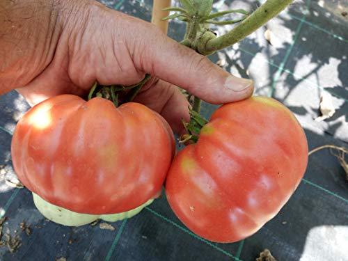 SEMI DI POMODORO BELMONTE