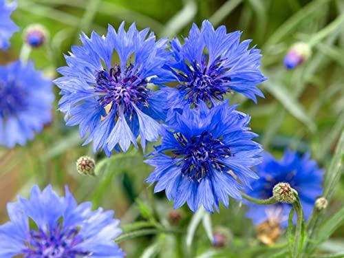1000 Semi di Fiordaliso Blu - Centaurea Cyanus per Prato Fiorito e Api