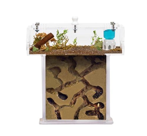Kit Formicaio in Acrilico Mini - Panino con Formiche Vive