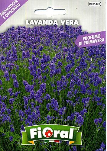 Sementi di Lavanda Vera in Bustina per Uso Amatoriale