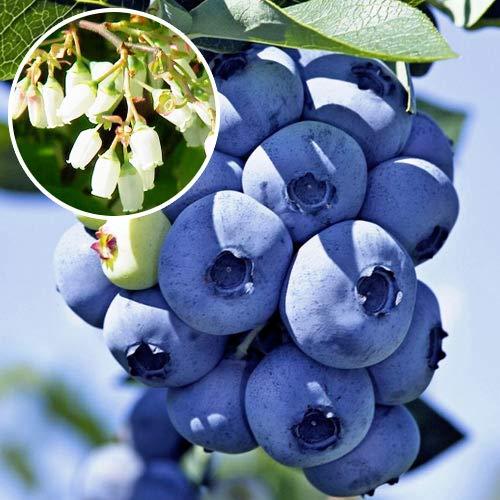 Mirtillo Gigante Americano 2 Anni 50-70 Cm