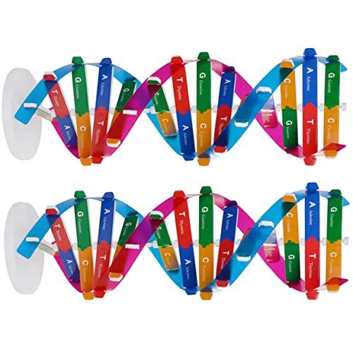 Kit Modello DNA a Doppia Elica CIYODO - Esplora il Genoma Umano Divertendoti