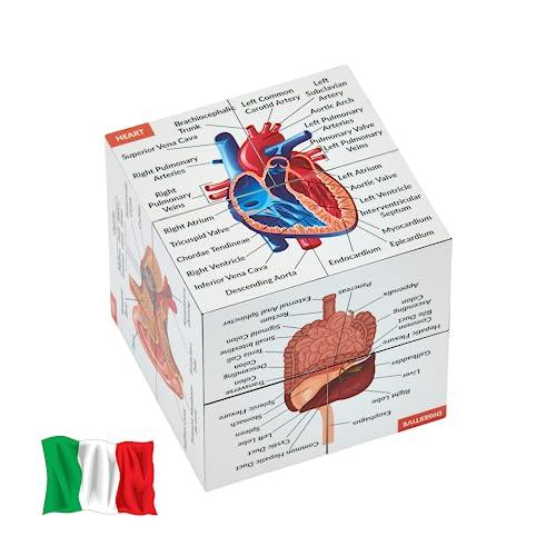 Cubo di Studio dell'Anatomia Umana