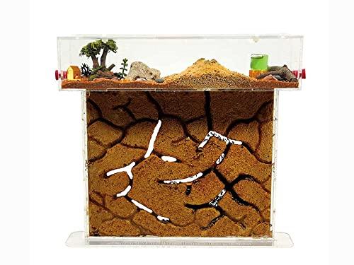 Formicaio a T Big in Acrilico con Sabbia Naturale e Formiche Gratuite