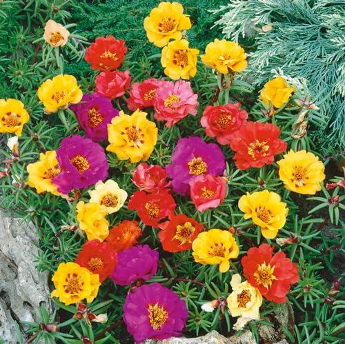 Semi di Portulaca Doppia Mix