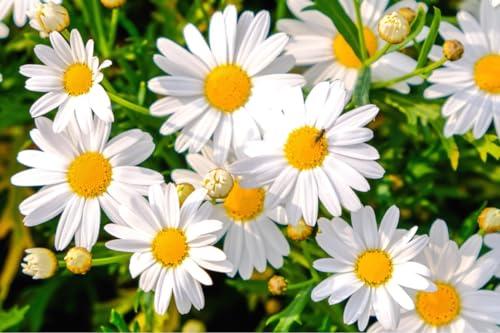 Semi di Margherita Selvatica