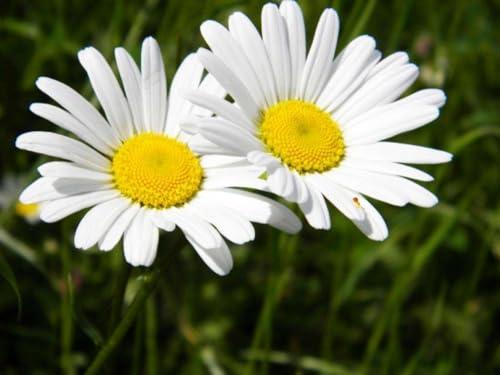 Semi fiori MARGHERITA GIGANTE In Busta Ermetica MADE IN ITALY Qualità superiore con 95% di germogliazione con istruzioni