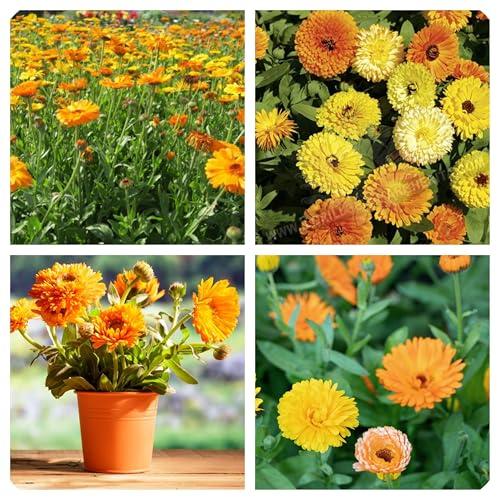 Semi di Calendula officinalis, Fiori Grandi Doppi