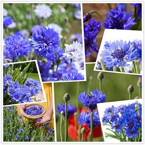 Nasturzio Nano: Semi Non OGM per un Tocco di Colore e Sapore